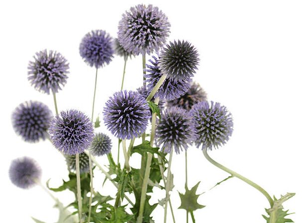 Echinops as part of the Hondro Sol Valgus tree