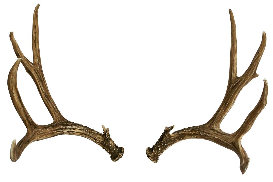 deer antlers as part of the Hondro Sol Valgus stream